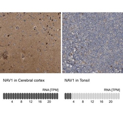 NAV1 Antibody, Novus Biologicals 0.1mL; Unlabeled:Antibodies, Polyclonal